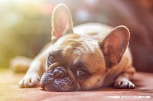 la leishmaniose une maladie mal connue qui peut infecter votre chien zoom