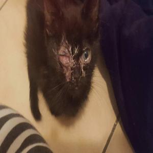 3 chatons sortis de l'enfer, Asha à énucléer avant le 21 octobre 2017