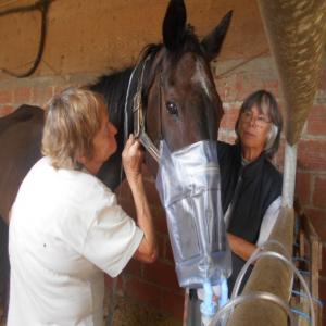 Bingo, cheval en détresse respiratoire,un traitement à financer