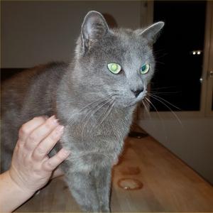 Boubouille, chat errant blessé, tête fémorale accidentée, urgence vétérinaire le 5 juin 2017