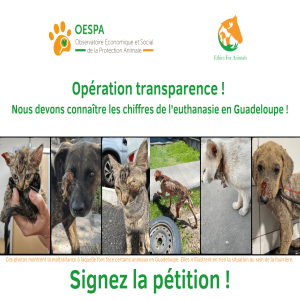 Fourrière : combien d'animaux sont euthanasiés en Guadeloupe ? 