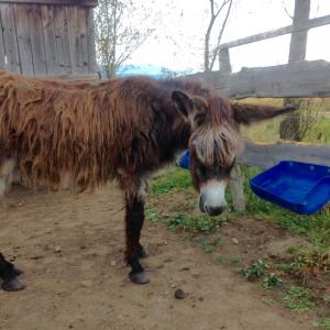 Gaspard, 22 ans, âne à poils longs atteint du syndrome de cushing