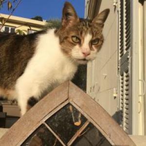 Hélios, chat jeté d'un balcon en urgence vétérinaire pour séquelles à la mâchoire à sauver avant le 5 août 2017