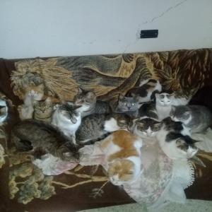 SOS pour 49 chats rescapés 