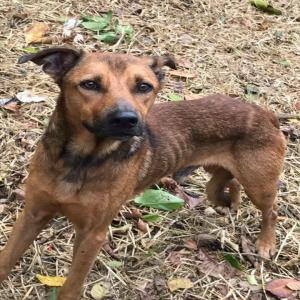 LOUIS, misère de chien guadeloupéen accidenté, rescapé, en urgence vétérinaire avant le 20 septembre 2017