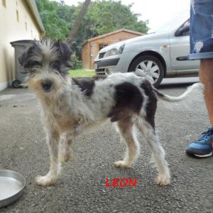Léon, chien réunionnais, sauvé de la mort en fourrière, patte écrasée à opérer