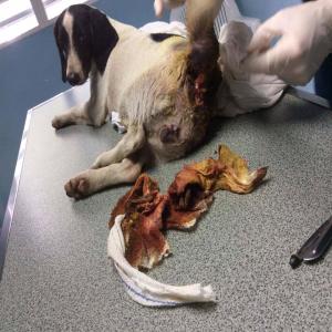 Mélusine, chienne réunionnaise, victime d'un coup de couteau à l'anus et la queue