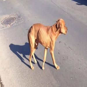 Nimaï, chien squelettique, épuisé, errant dans les rues de Montpellier