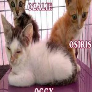 Ozalie, Oggy, Osiris