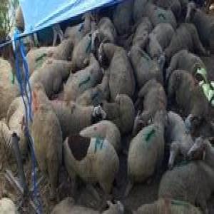 SOS 78 moutons soustraits à un abattage clandestin  