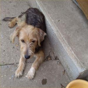 SOS EUTHANASIE : sauvons Poucy et Perla, deux chiennes en détresse à La Réunion avant le 1er juin 2017