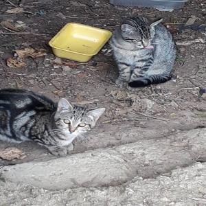 SOS Euthanasie : Olive, Spatule, Félix etc. : 14 chatons, une même détresse, financement à trouver avant le 29 octobre 2017