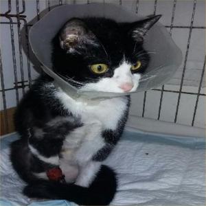 SOS Euthanasie : sauvons Melox, chat amputé, qui doit subir une nouvelle intervention