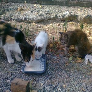 SOS Euthanasie : suite décès, 15 chats indésirables à sauver avant le 16 septembre 2017