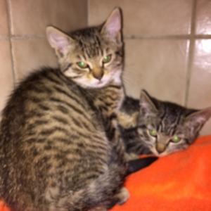SOS euthanasie : Violette et Dafnée, deux chatonnes condamnées, à sauver avant le 15 juillet 2017