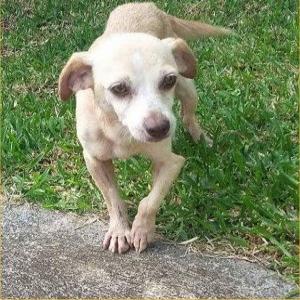 SOS euthanasie : sauvons Kulfi, petit chien réunionnais errant, avant le 9 mai 2017