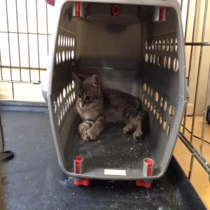 SOS pour Donatella, chatonne blessée, à sauver de l'euthanasie avant le 26 août 2017