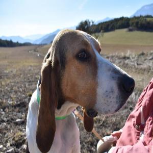 SOS pour Méari, chienne reproductrice épuisée, urgence chirurgicale ce mardi 6 juin 2017