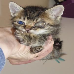 Sauvetage de 11 chatons en soins lourds et intensifs