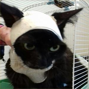 Sauvons Benji, chat survivant grièvement blessé, victime du malade de la gâchette qui sévit au Cannet.  Urgence vétérinaire le 4 avril 2017