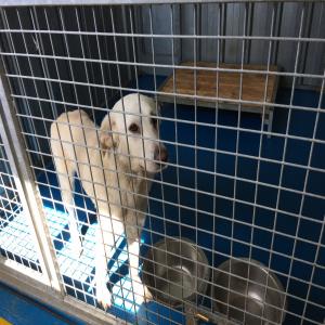 Sos Euthanasie pour le chien Keno, en sursis, délai fourrière dépassé à sauver avant le 29 avril 2017