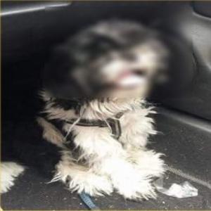 Titeuf, petit chien shih tzu, fracture de la mâchoire, urgence vétérinaire, intervention le 1er septembre 2017