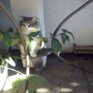 Valentin, chat borgne réunionnais : donnons lui un avenir en Métropole avant le 21 janvier 2017