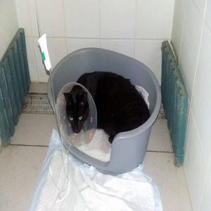 Valentin, chat souffrant de problèmes urinaires