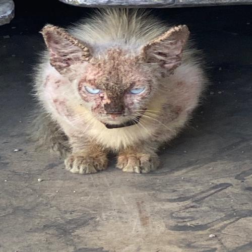 Victoire Actuanimaux