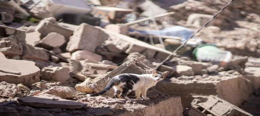 Morocco earthquake animals