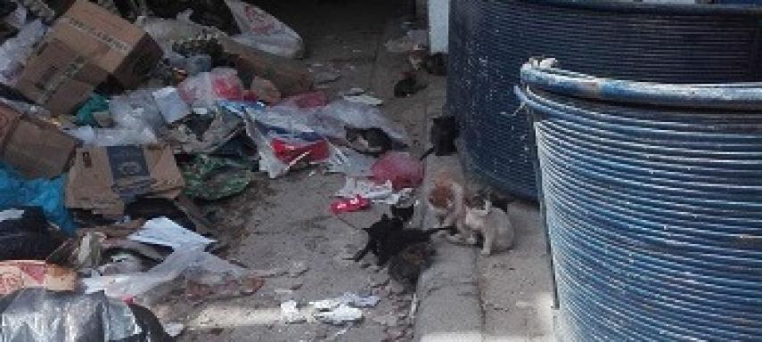 Tunis chatons poubelles PRINCIPALE