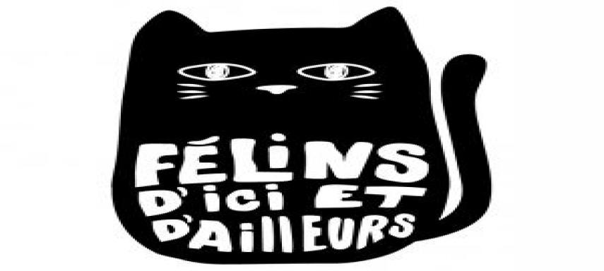 felins dici et dailleurs7
