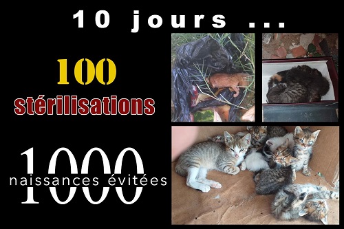 10chats100sterilisations