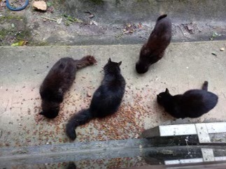 5 chats noirs