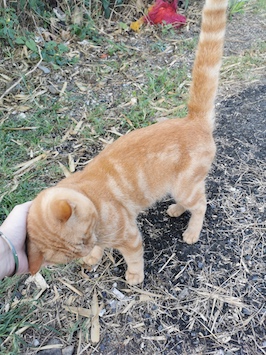 Chat roux caresse