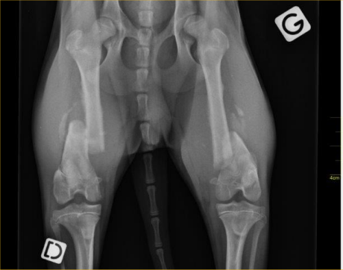 NEO RADIO FRACTURE FEMUR DES 2 PATTES ARRIERES 