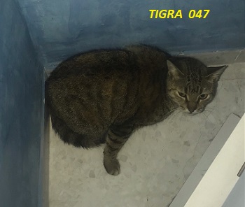 Tigra 47