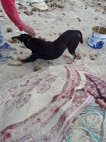 Tunis 2 chien plage2