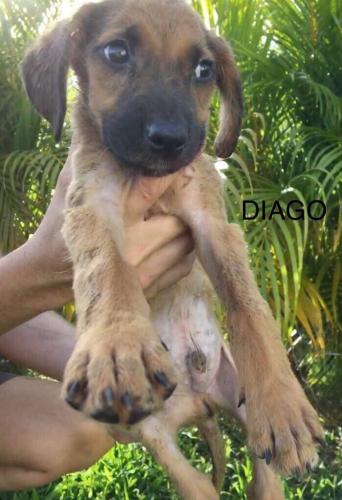 Chiot Diago2