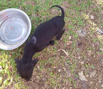 Chiot de Sherry 2 R Texte