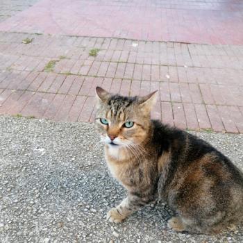 Les ulis chat yeux verts