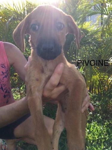 CHIOT PIVOINE2