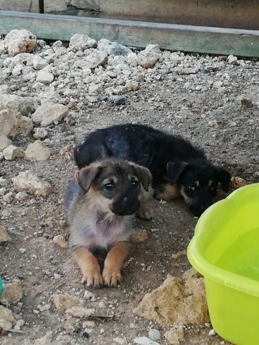 Chiots guadeloupe principale