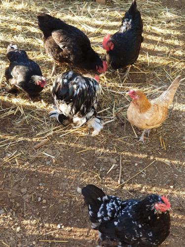 Poules groupees