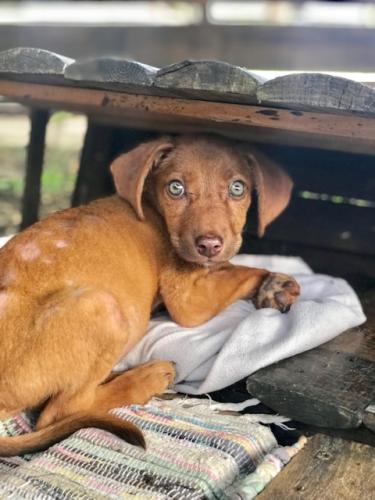 chiot yeux clairs2