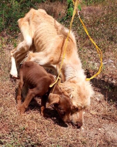 Fiona et Ginger squelettiques2