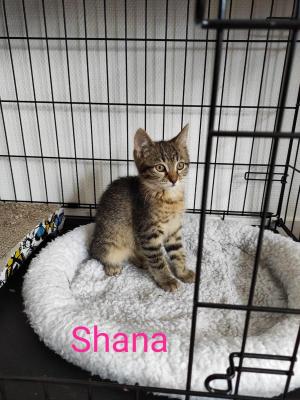 AED SHana 4 chatons