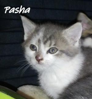 Pasha