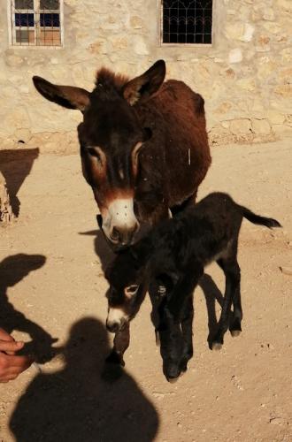 Eponine et Gavroche texte