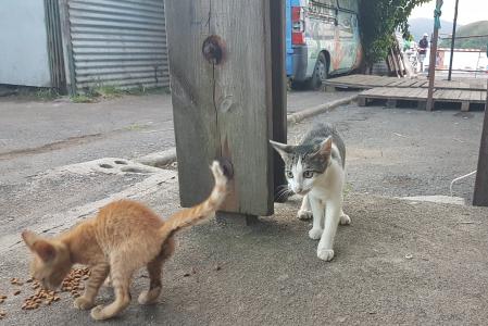 Mayotte Chatons croquettes